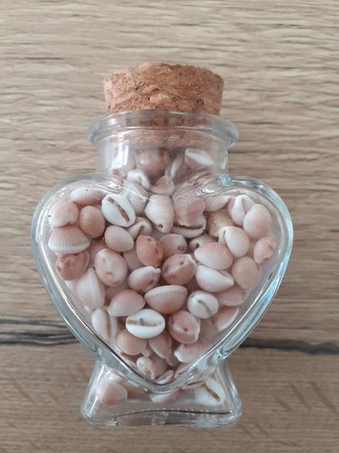 Coquillages grains café - coquillages, de