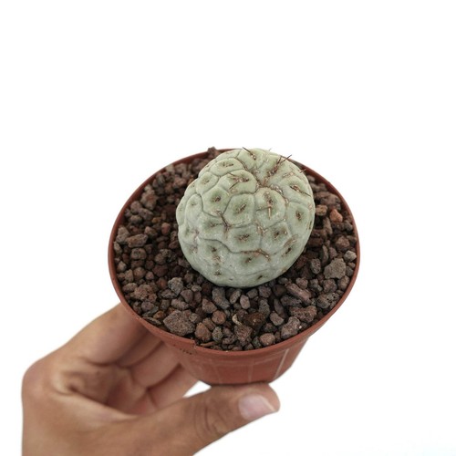 Tephrocactus geometricus with - tephrocactus,