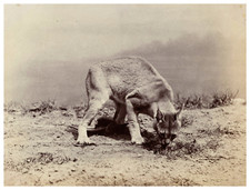 Ottomar Anschutz, linx  Tirage