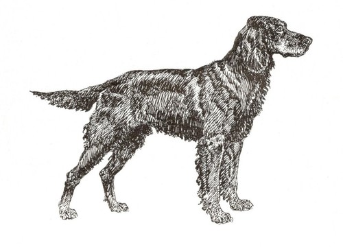 Gordon setter custom - custom, matted