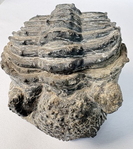 Drotops trilobite fossils - drotops,
