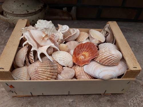 Gros lot coquillages - lot, de