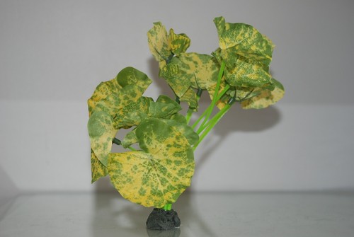 Aquarium lotus feuille jaune - lotus, &