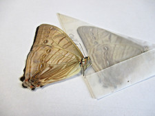 Entomologie Morphinae Morpho