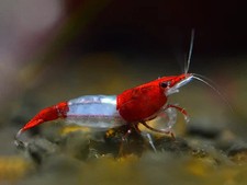 Lot de 10 Crevettes Red Rili