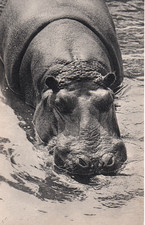 Carte postale Parc zoologique