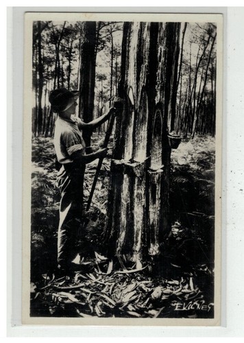 Landes resinier gemmeur - 40,