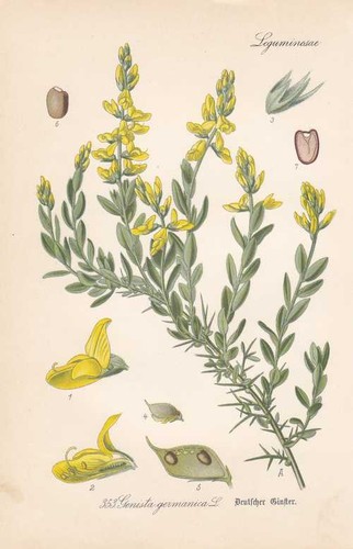 Genista germanica allemande - germanica,