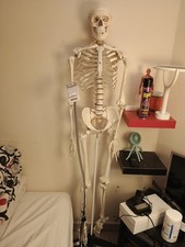 Squelette Anatomie détaillé en grandeur nature sur Pied mobile