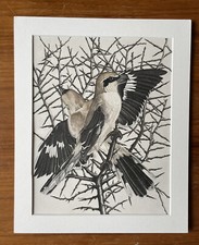 Tavy Notton gravure signée série ' Chants de la forêt' 'pie grièche grise ' 1968