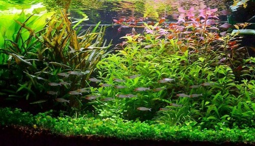 Lot plantes spécial - plantes,