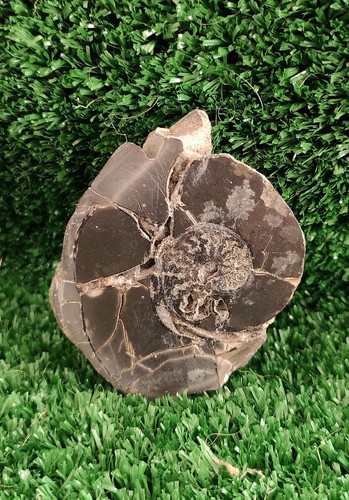 Une magnifique ammonite - une,
