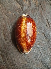 Cypraea Eglantina Niger | Coquillage de collection - NOUVELLE-CALEDONIE