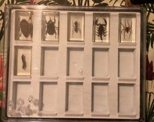 Lot 6 inclusions  résine insecte  + mallette 