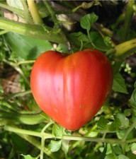 50 Graines de Tomates Coeur De