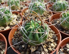 LOBIVIA FEROX WR209  cactus