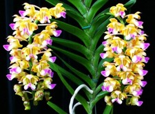 Orchidée Aerides houlletiana – plante vivante taille floraison, rare et parfumée
