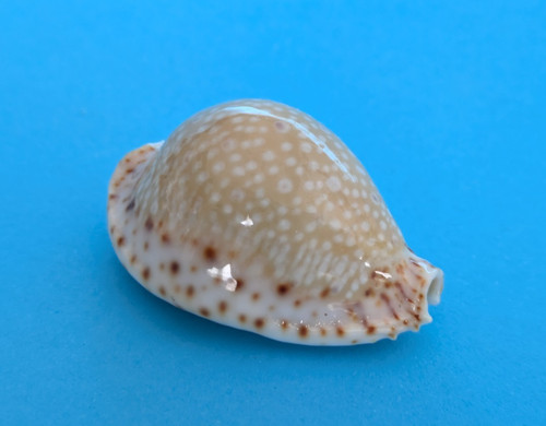 Cypraea lamarckii mm gem - mm,