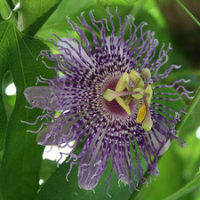 Passiflora 'Fata Confetto' - Passiflore rustique à fruits comestibles