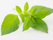 40 graines de BASILIC CITRON