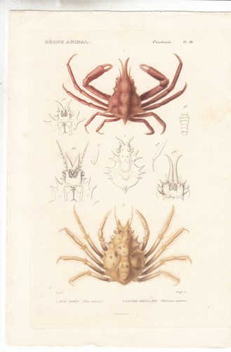 Original rare hand colored - original,
