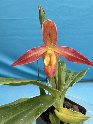 Phragmipedium eric young - eric,