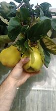 4 X Quince cuttings "Champion" (Cydonia oblonga). Early and productive tree