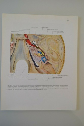 Planche anatomie humaine - planche,