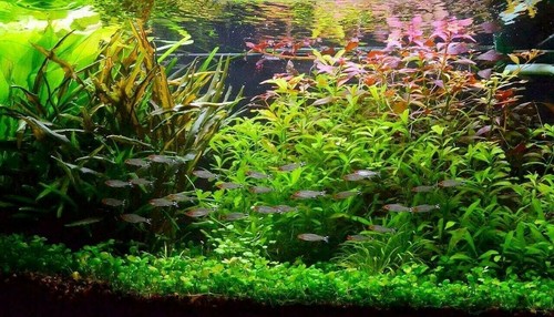 Lot plantes spécial axolotl - lot,
