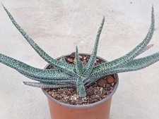 Gasteria carinata var
