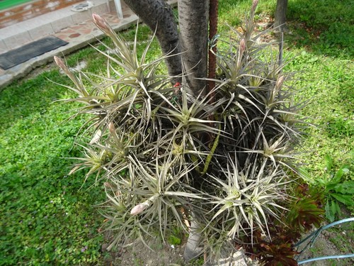 Tillandsia épyphites plantes - tillandsia,