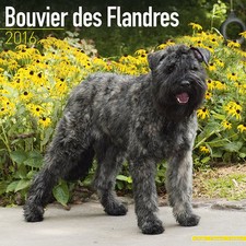 Calendrier 2016 bouvier des - 2016,