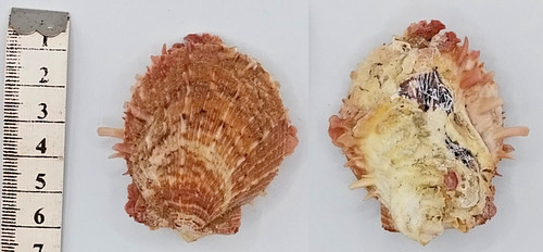 Coquillage collection - de,