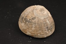 Oursin fossile Echinocorys Scutata  Campien Hanovre Allemagne 388g