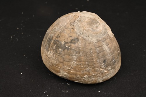 Oursin fossile echinocorys - oursin,
