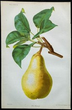 1863 - Poire Chamarêt -