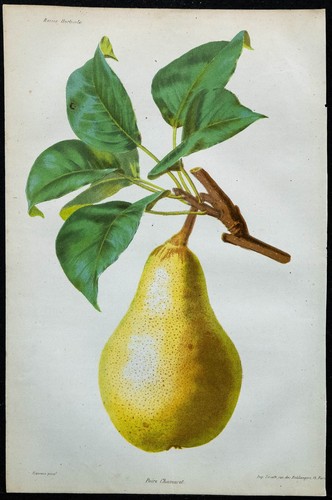 1863 poire chamarêt - -,