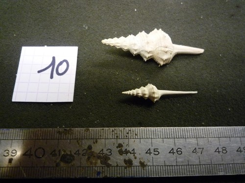 201 fusus serratus - l,