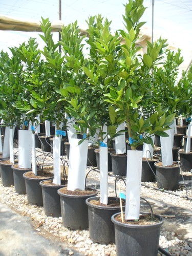 Pommier oranger bien - pommier,, cultivé