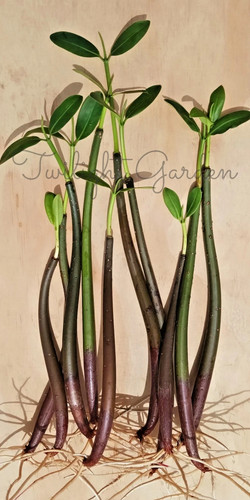 Mangroves live plant - plant-, red
