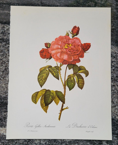 Rosa gallica aurelianensis - rosa,