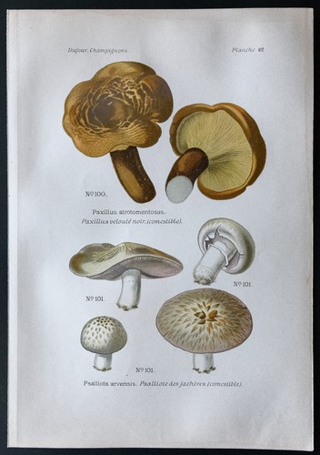 1891 planche couleur - 1891,