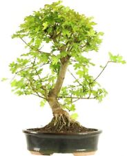 25 graines ERABLE CHAMPETRE Acer campestre Semis bonsai, haie, arbre ornemental