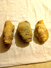 Fossile coquillage collection - fossile,