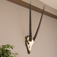 Oryx (Oryx Gazella) Antilope