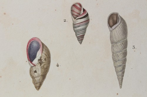 Molluscs engraving animal - molluscs,