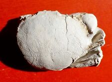 CRABE FOSSILE DU PAYS BASQUE