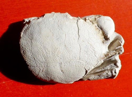 Crabe fossile pays basque - crabe,