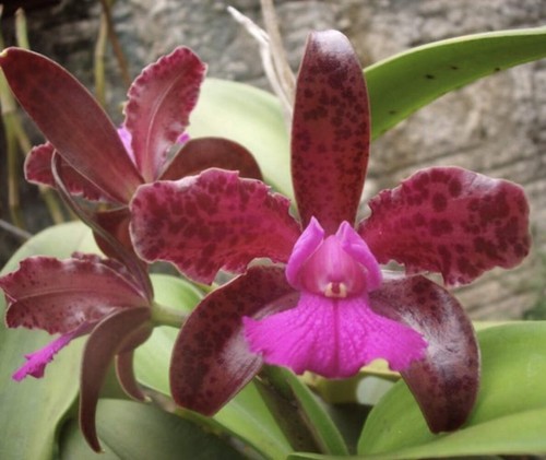 Cattleya leopoldii dark prince - leopoldii,