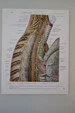 PLANCHE D'ANATOMIE HUMAINE